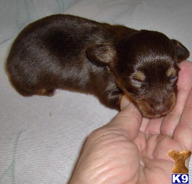 Puppies in OK